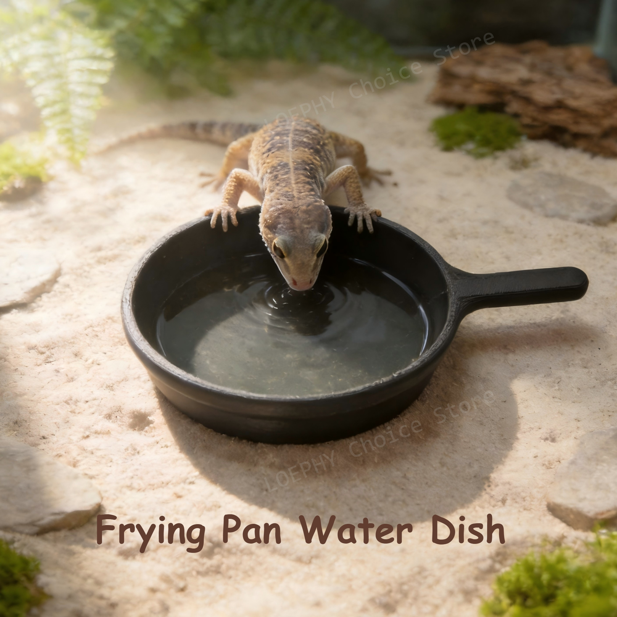 Funny Frying Pan Design Gecko  - مراجعة Water Dish Reptile وسعره
