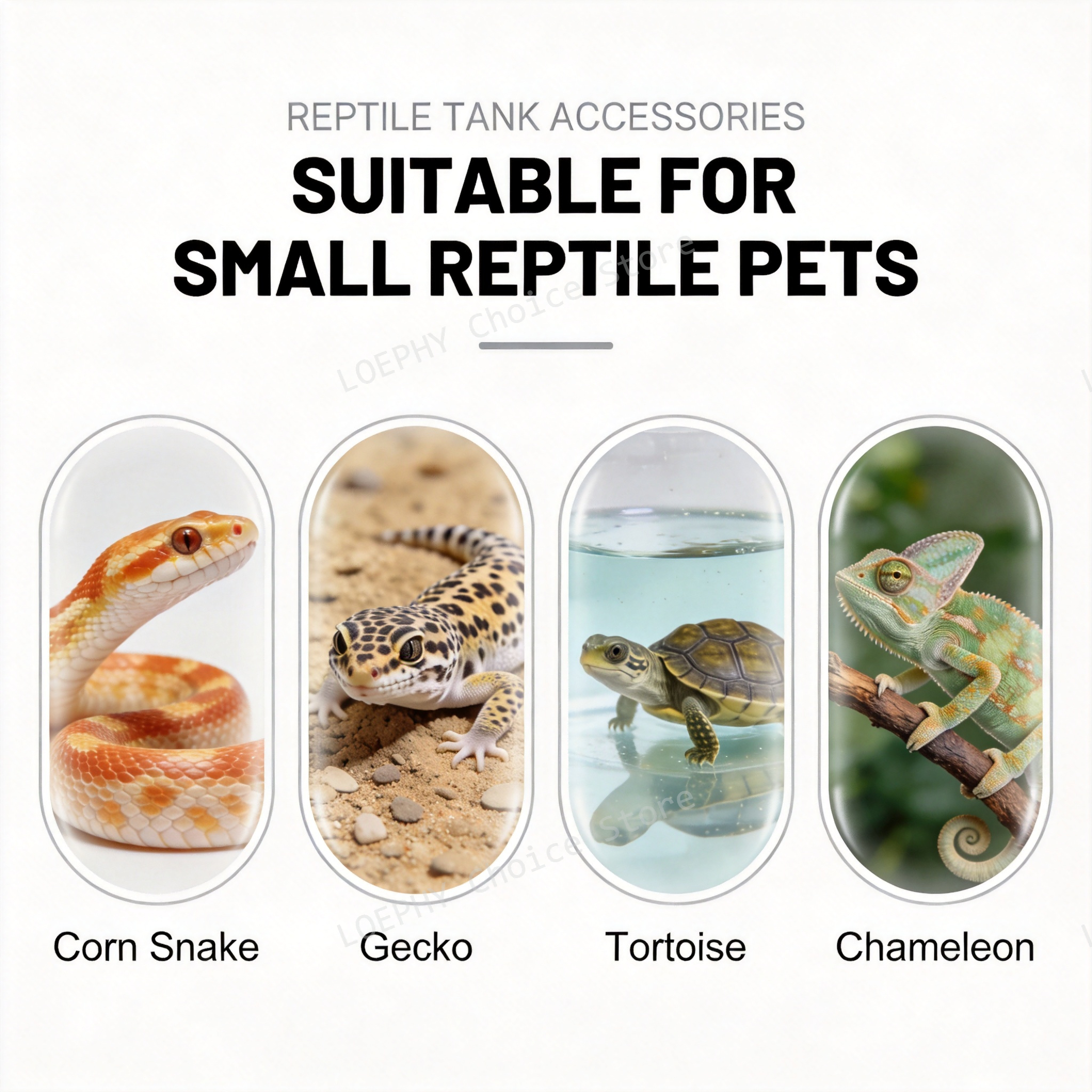 Funny Frying Pan Design Gecko  - مراجعة Water Dish Reptile وسعره