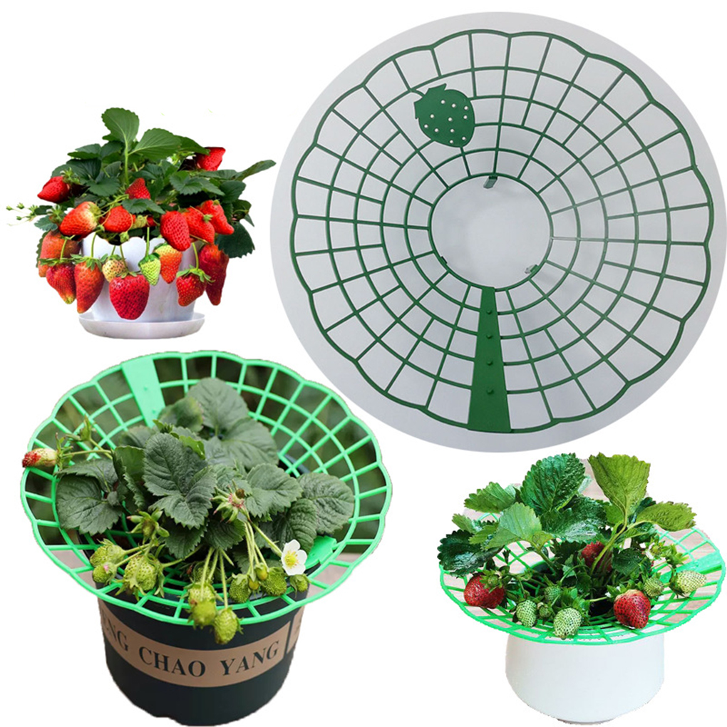 20PCS Strawberry Stand Green C - مراجعة Vine Climbing Plastic وسعره