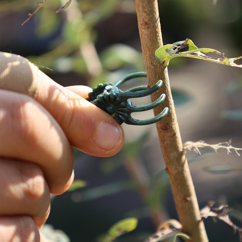 Wholesale Mini Plant Support C - مراجعة Vine Climbing Plastic وسعره