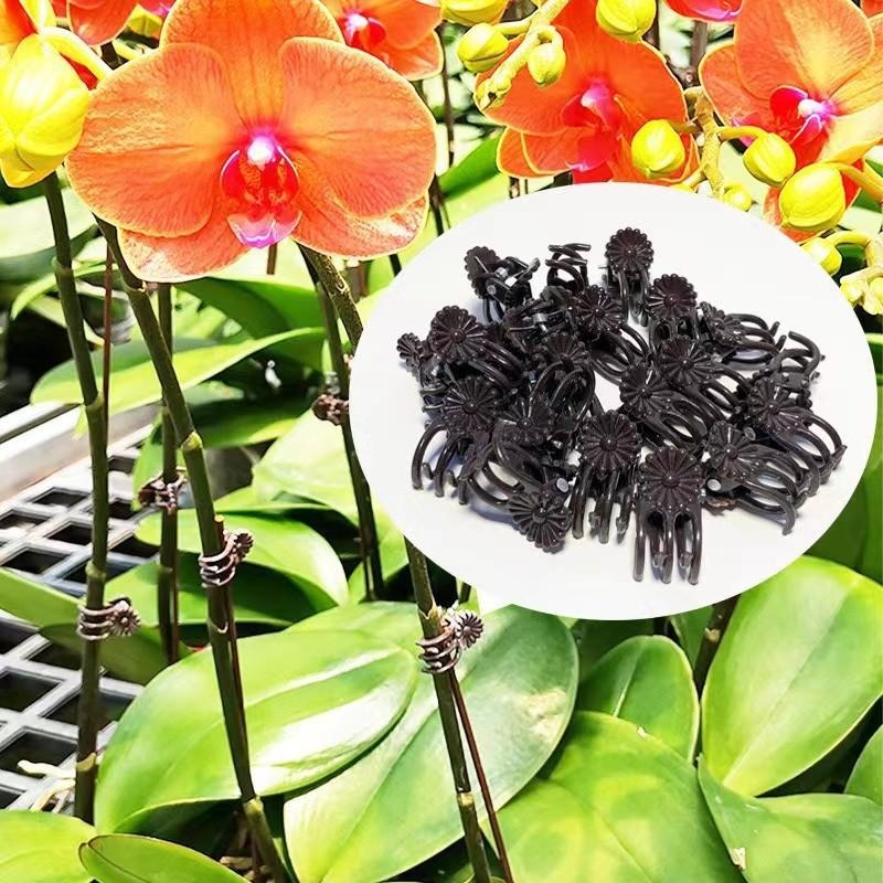 Wholesale Mini Plant Support C - مراجعة Vine Climbing Plastic وسعره