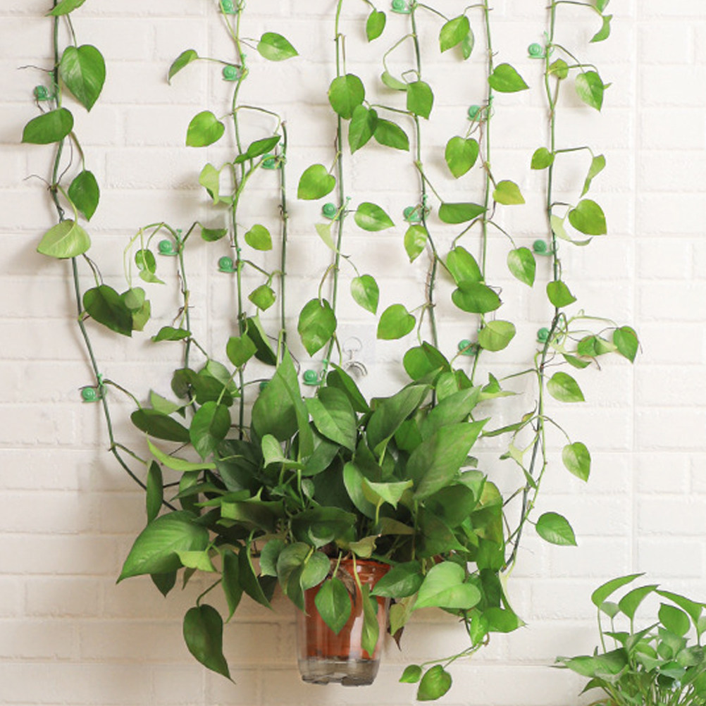 20Pcs Plant Climbing Wall Clip - مراجعة Vine Climbing Plastic وسعره