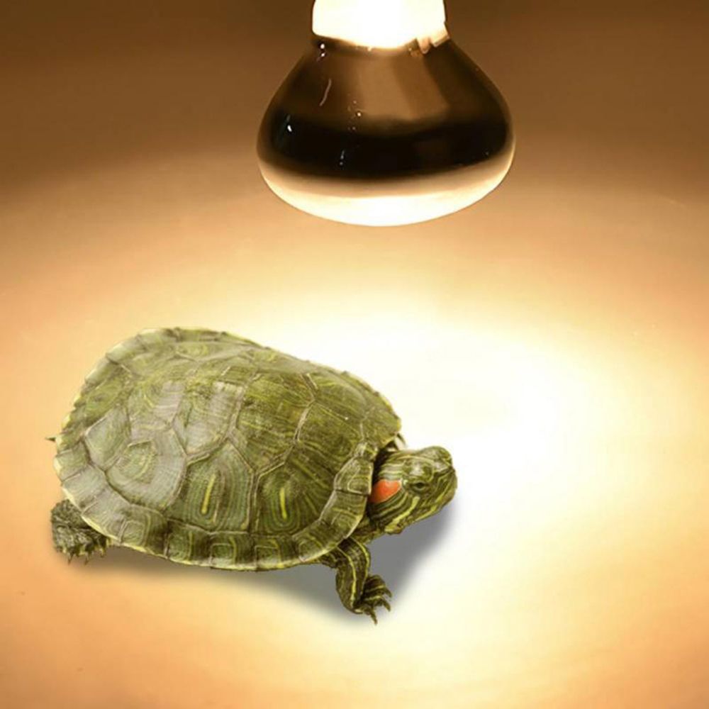 Turtle Temperature Controller  - مراجعة Basking Bulb Halogen وسعره