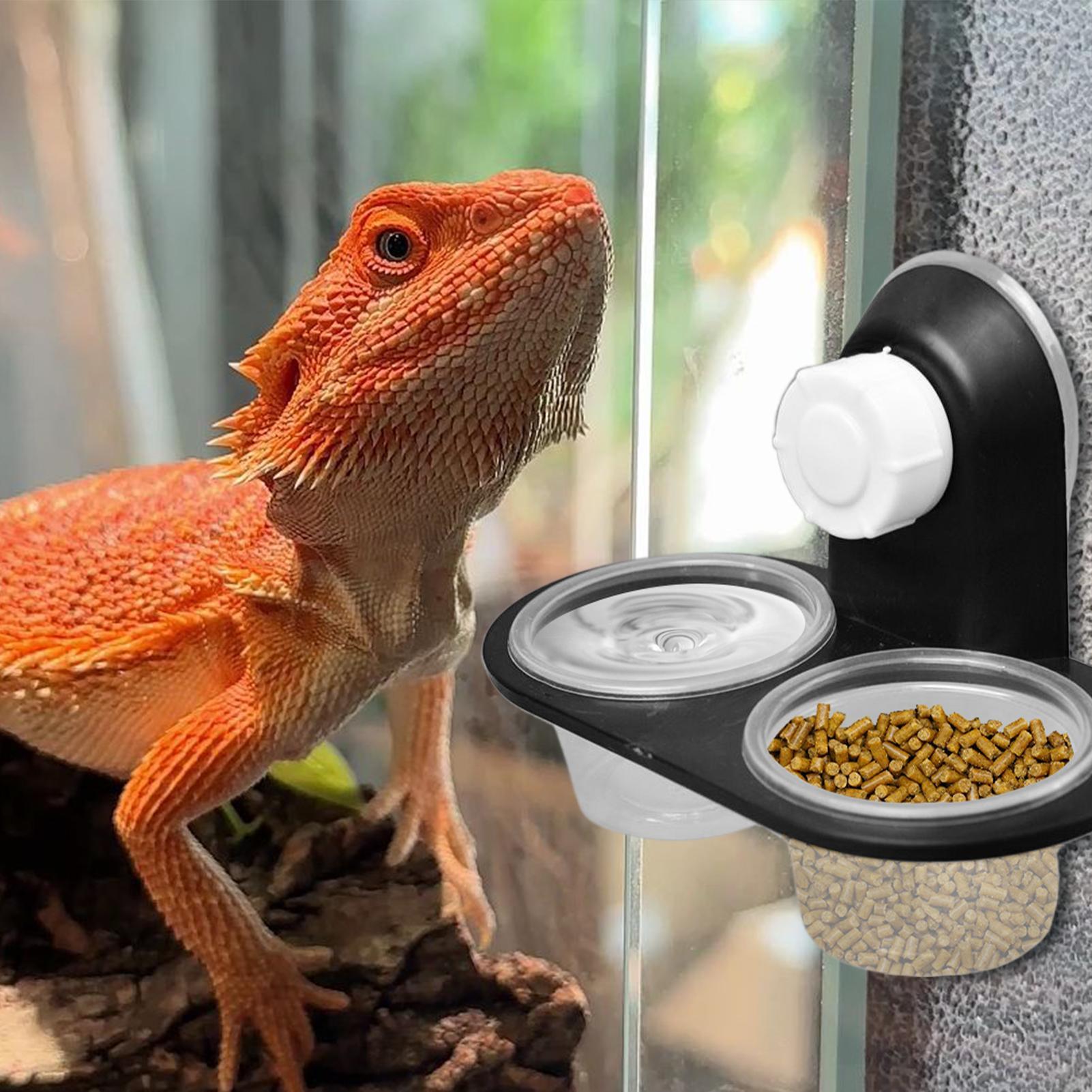 Gecko Food Dish Gecko Feeding  - مراجعة Water Dish Reptile وسعره