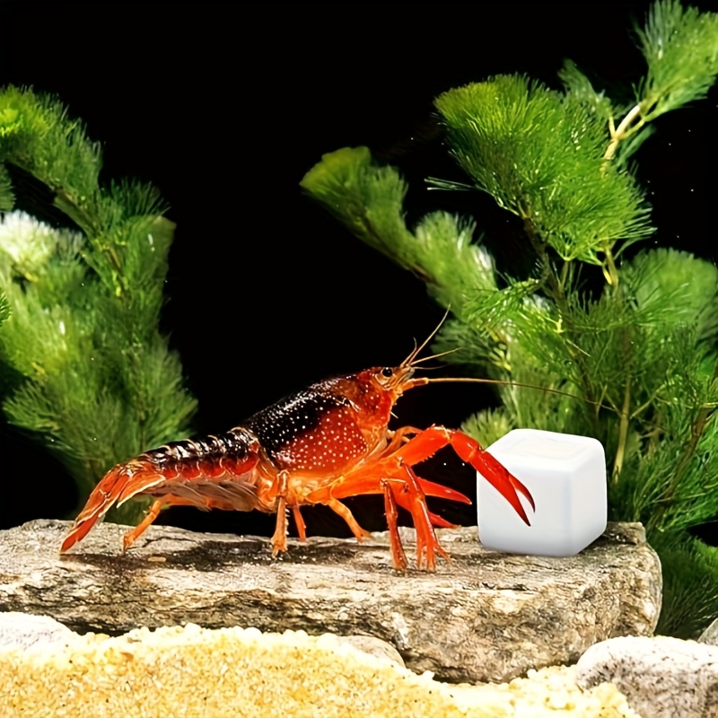 6 Pcs Fish Tank Calcium Block  - مراجعة Calcium Powder Reptile وسعره