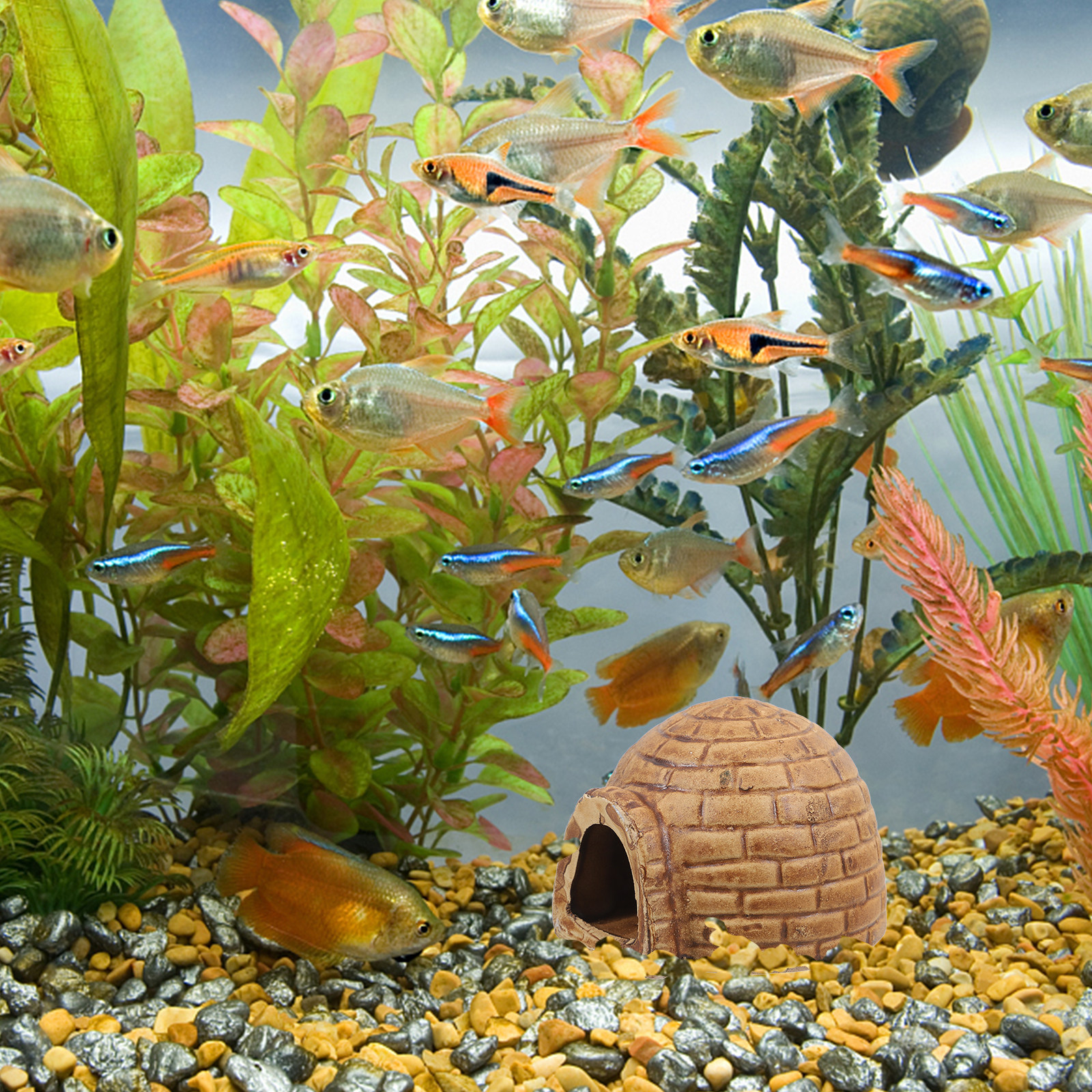 Ceramic Pleco Caves for Aquari - مراجعة Hide Cave Ceramic وسعره
